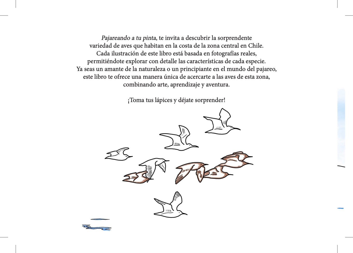 aves zona central Chile, pajarear, avistamiento de aves, birdwatching