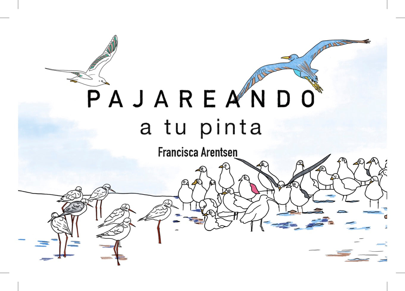 pajareo, avistamiento de aves, birdwatching, Zapallar, pilpilen, garza, loica