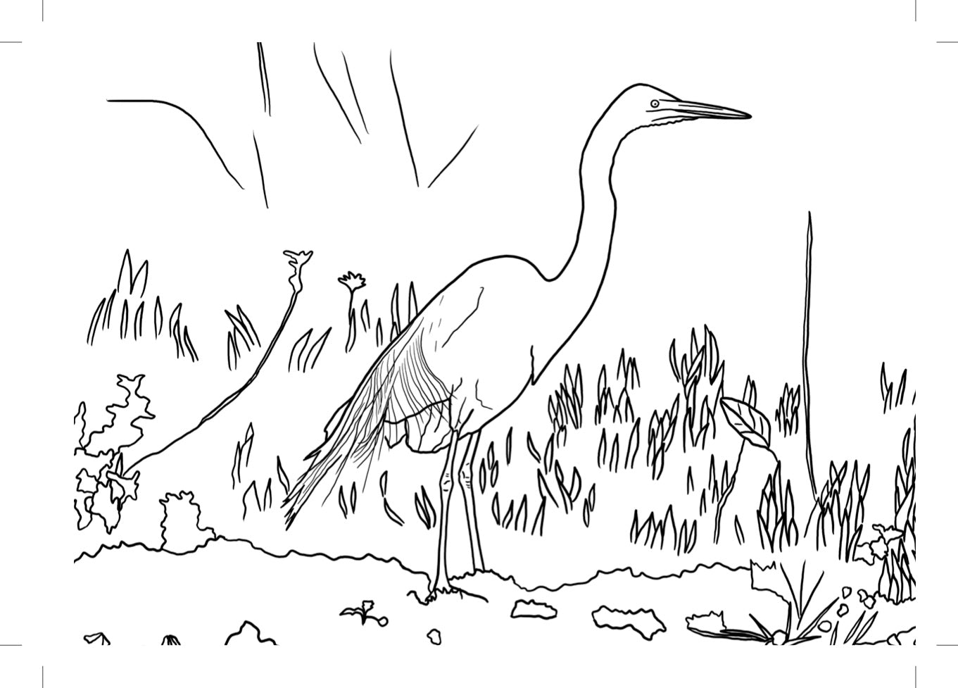 garza, pajarear, pájaro