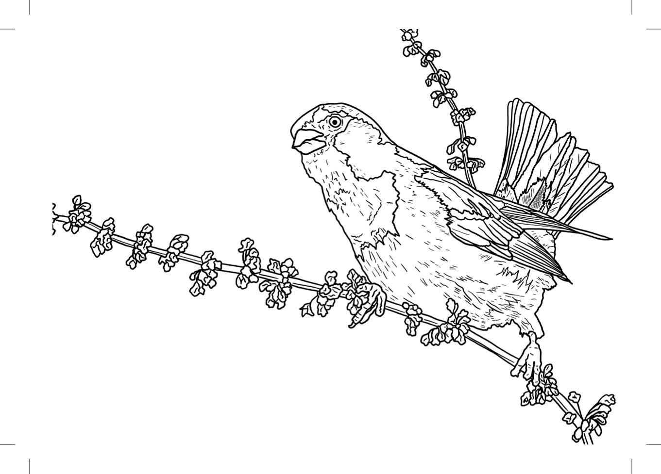 gorrion, pajarear, pajaro